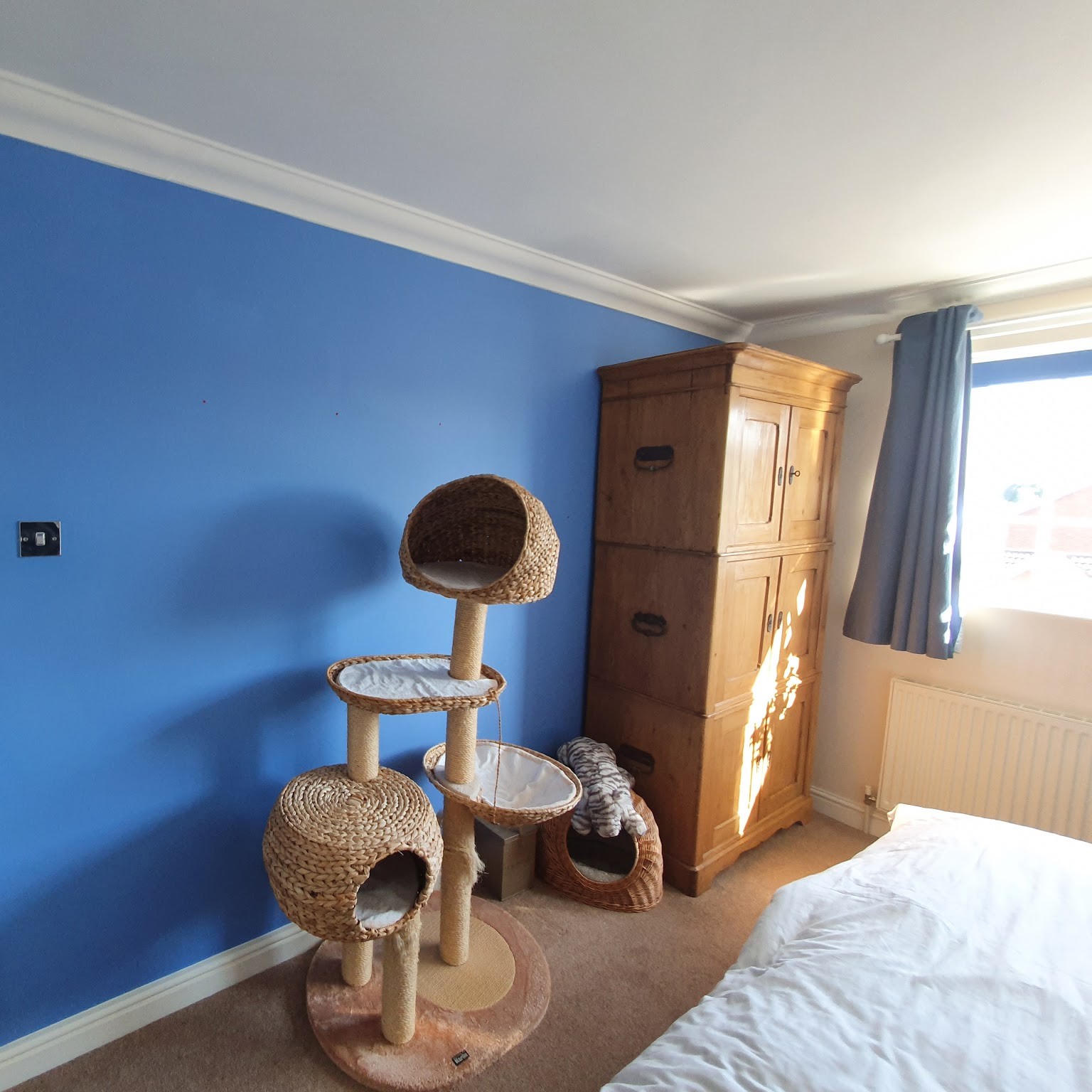 Bedroom with a bright blue feature wall and white coving